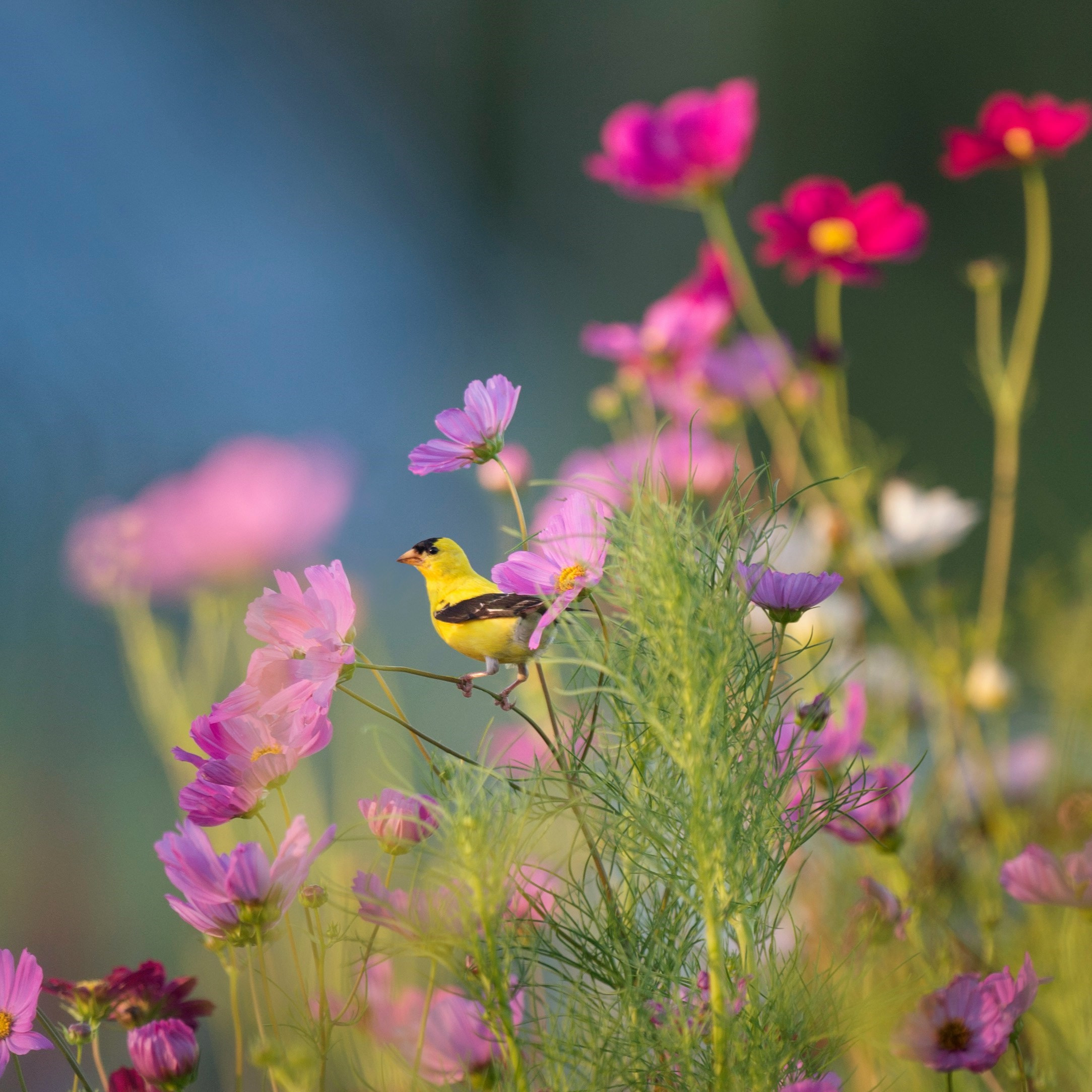 Donna Janssen Obituary Ethical Death Care Winnipeg 2/231